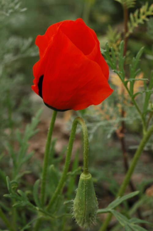 Image of Roemeria refracta specimen.