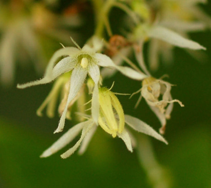 Изображение особи Echinocystis lobata.