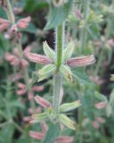 Salvia viridis. Плодоносящее растение. Крым, Симферополь, ботсад университета. 2 июля 2009 г.