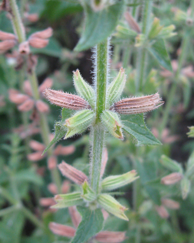 Изображение особи Salvia viridis.