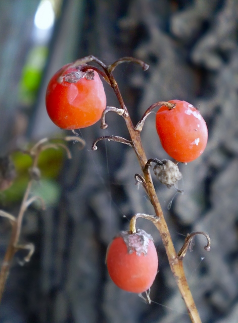 Image of Convallaria majalis specimen.