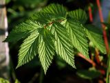 Filipendula ulmaria. Лист. Московская обл., Раменский р-н, окрестности д. Хрипань, дачный участок. 15.05.2009.