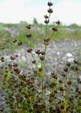 Juncus alpino-articulatus. Верхушка плодоносящего растения. Томск, железнодорожная насыпь, возле старичного озера. 10.08.2009.