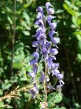 Aconitum baicalense. Соцветие. Иркутская обл., Иркутский р-н, долина р. Иркут, 2 км западнее от с. Максимовщина. 09.08.2014.