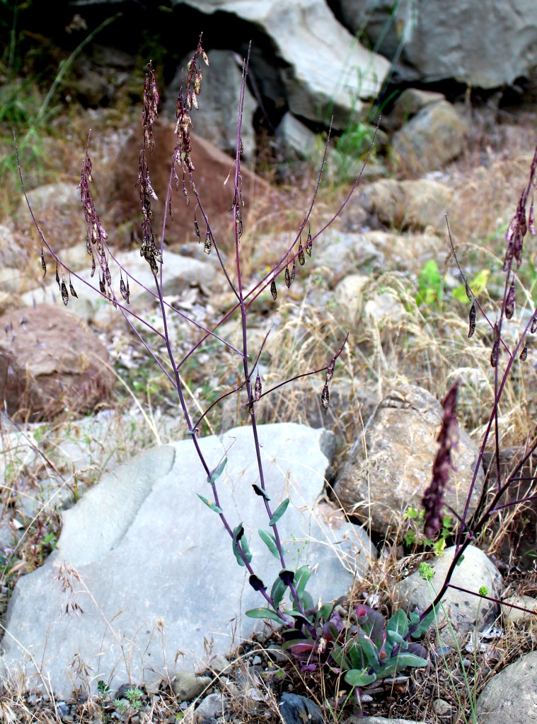 Image of Isatis leuconeura specimen.