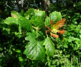 Quercus petraea. Верхушка побега с поражёнными листьями. Краснодарский край, Сочи, окр. Адлера, лес. 29.06.2015.