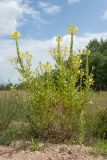 Oenothera biennis. Цветущее и плодоносящее растение на обочине грунтовой дороги среди залежи. Псковская обл., Опочецкий р-н, 393 км шоссе М20. 14.07.2015.