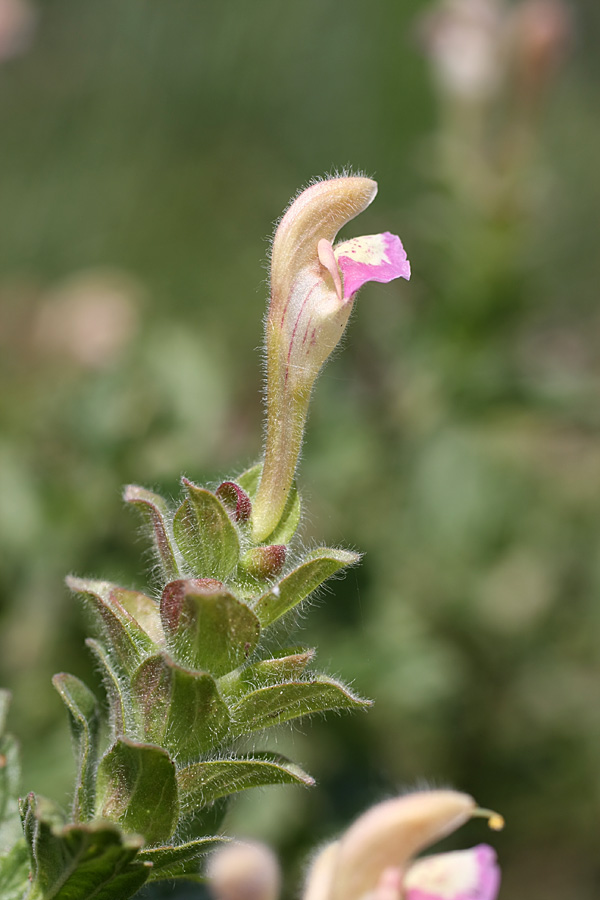 Изображение особи Scutellaria adsurgens.