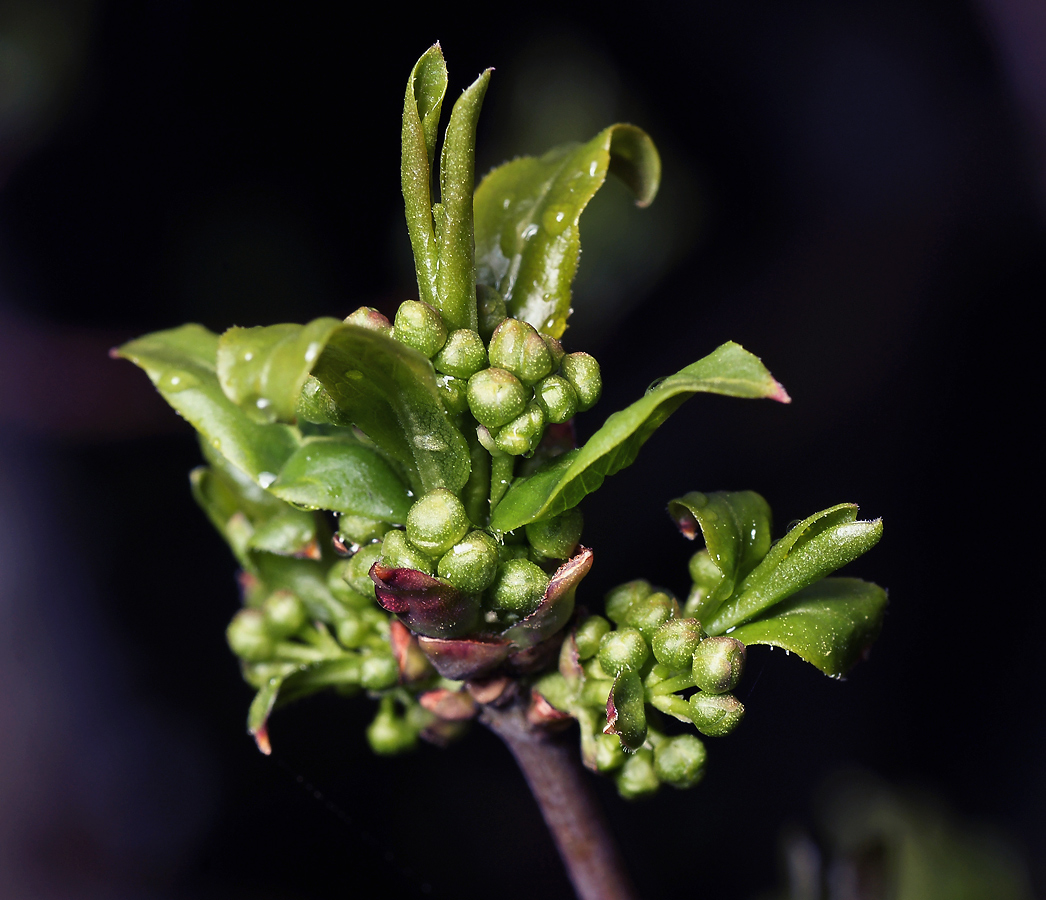 Image of Euonymus europaeus specimen.
