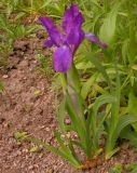 Iris aphylla. Цветущее растение (Iris furcata M. Bieb.). Москва, БС МГУ. 07.06.2004.