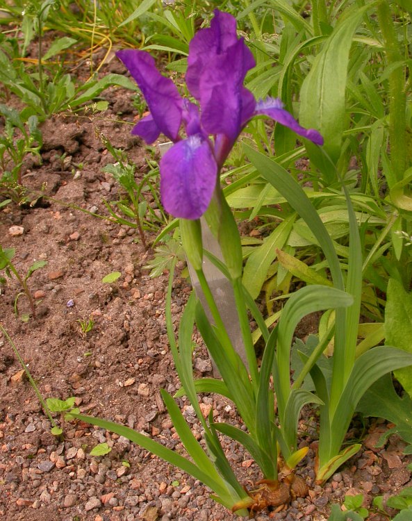 Image of Iris aphylla specimen.