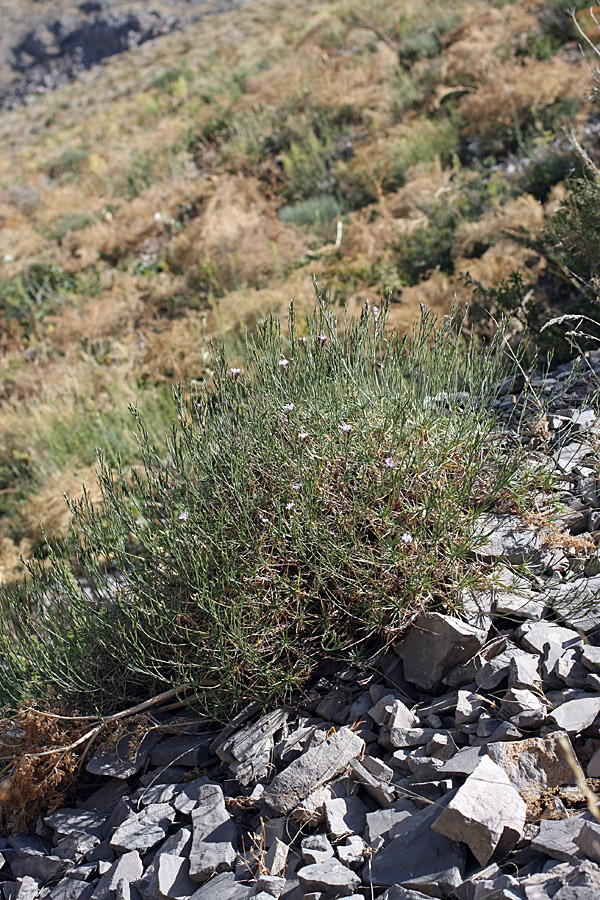 Image of Acantholimon alberti specimen.