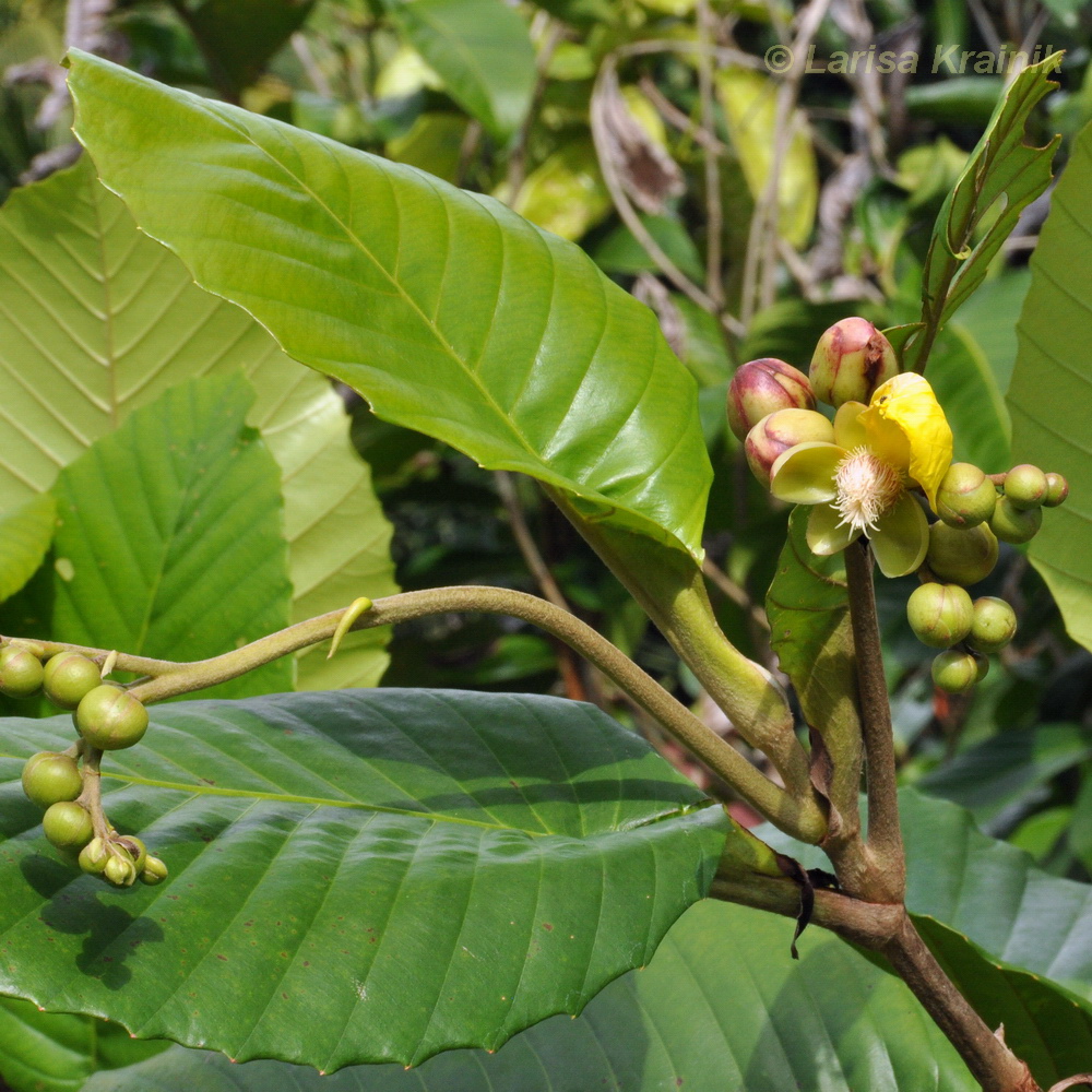 Image of Dillenia suffruticosa specimen.
