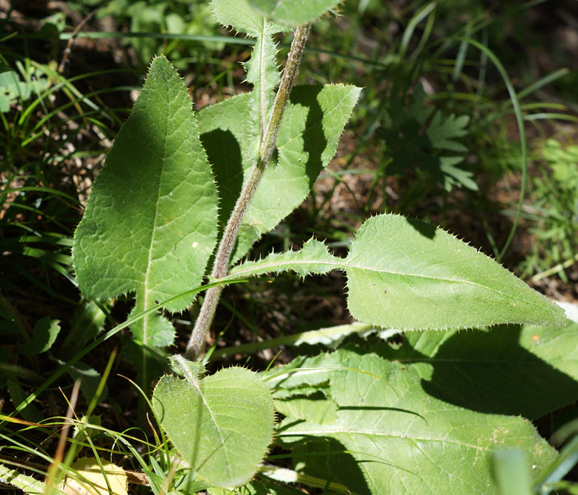 Изображение особи Alfredia acantholepis.