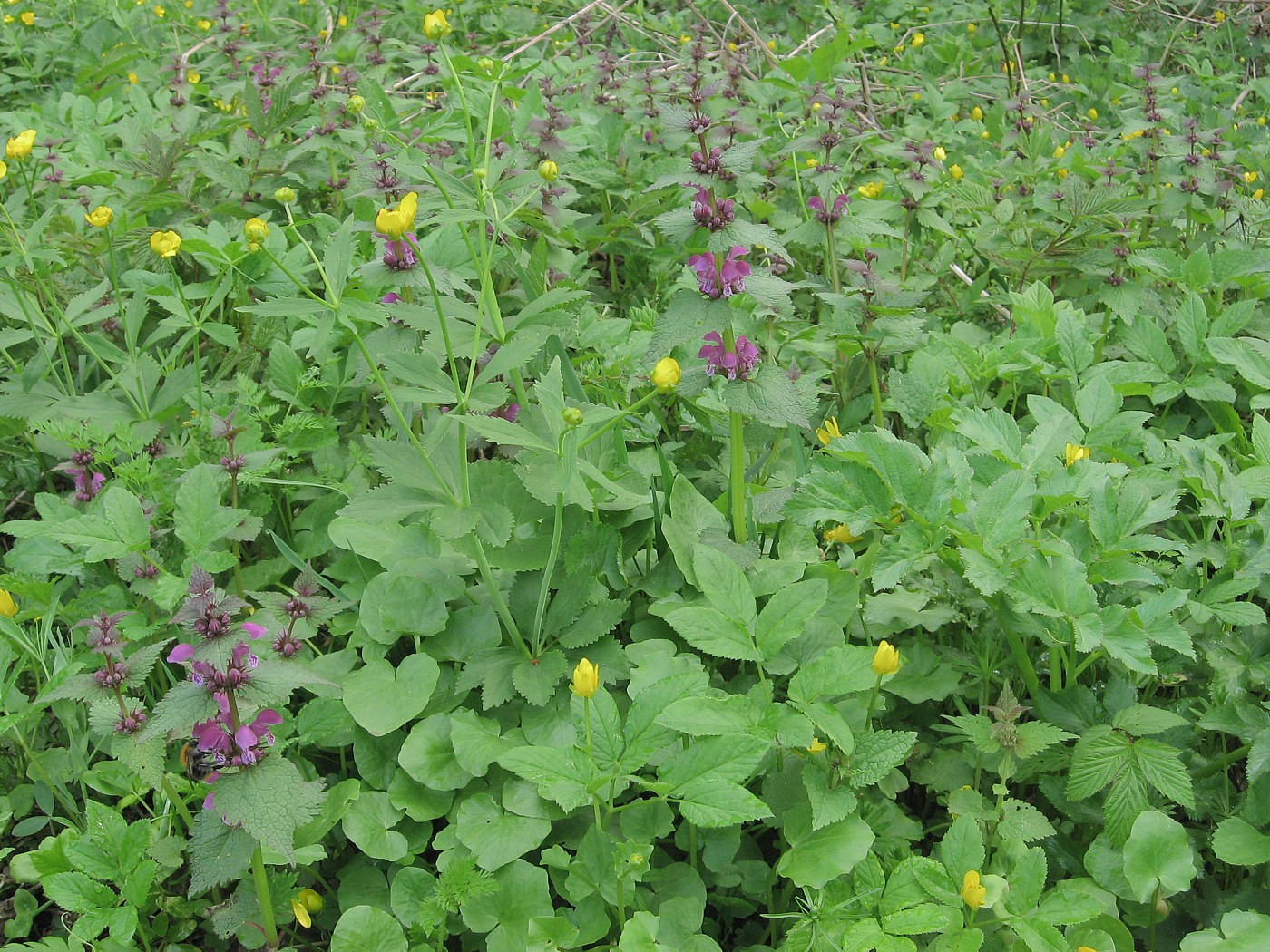 Изображение особи Lamium maculatum.