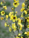 Verbascum formosum. Часть соцветия. Нагорный Карабах, окр. г. Шуши, Унотское ущелье. 10.05.2013.