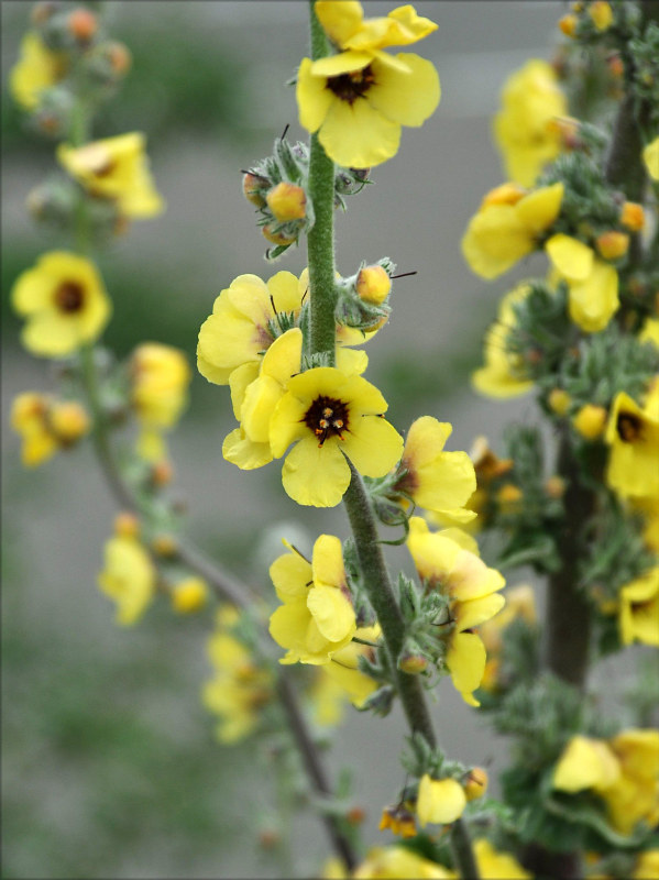 Image of Verbascum formosum specimen.