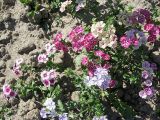 Phlox drummondii. Цветущее растение. Томск, Экспериментальный участок Сибирского ботанического сада. 07.08.2008.