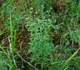 Epilobium palustre