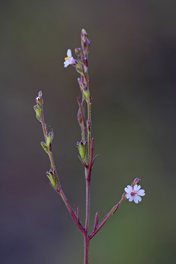 Изображение особи Leptorhabdos parviflora.