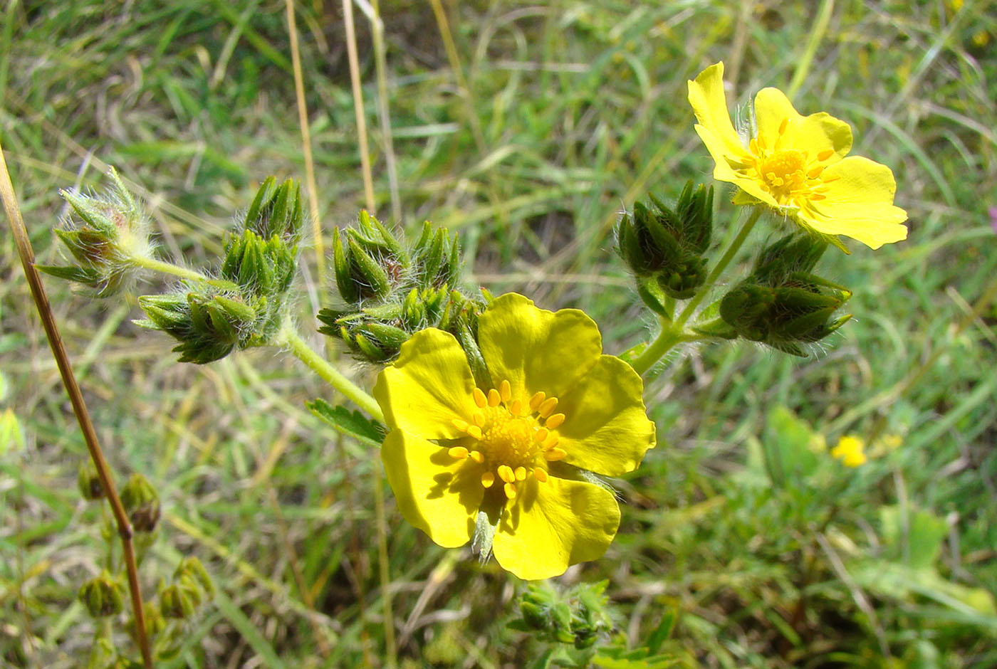 Изображение особи Potentilla recta.