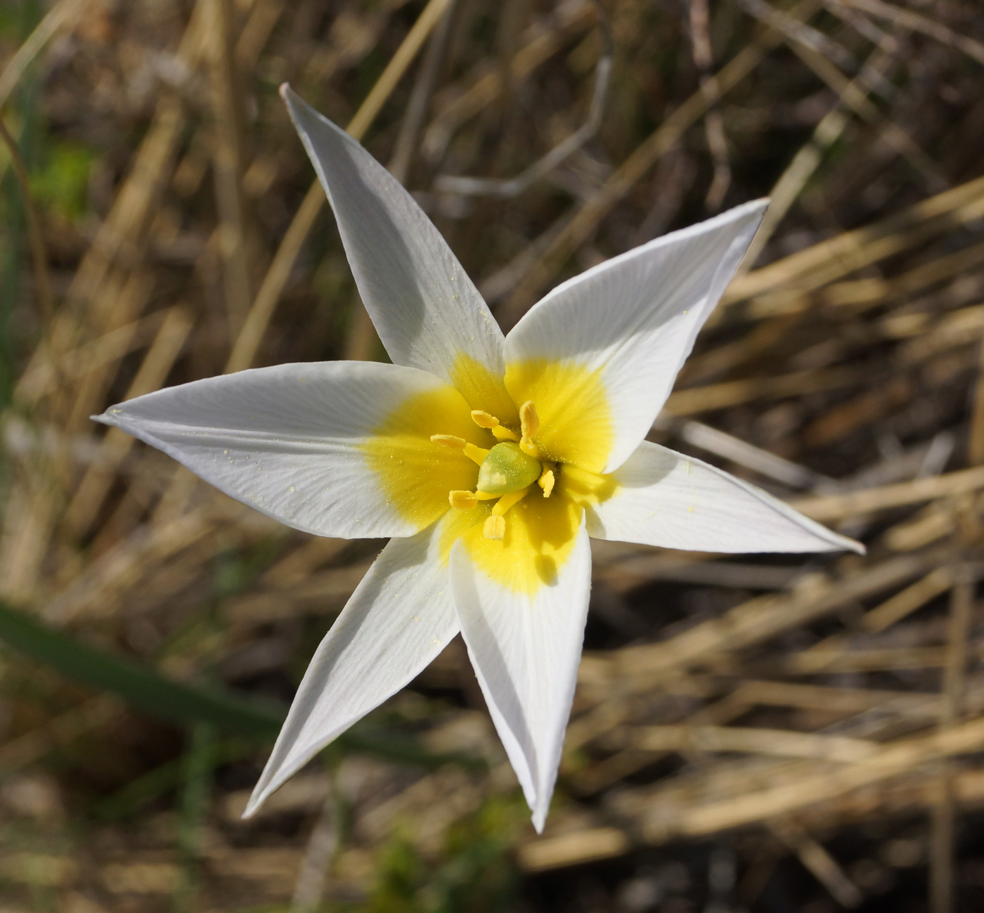 Изображение особи Tulipa patens.