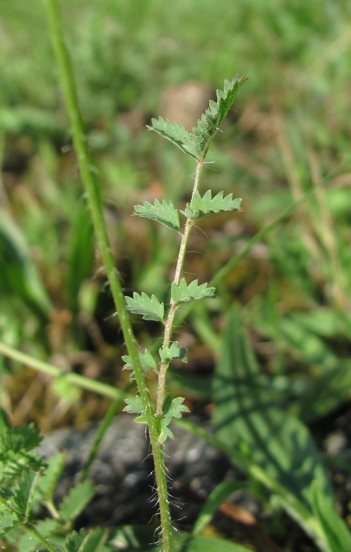 Изображение особи Poterium sanguisorba.