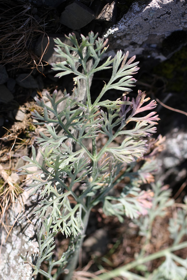 Image of Ferula karataviensis specimen.