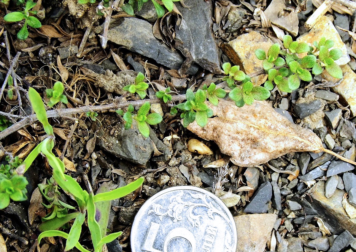 Image of Thymus nervulosus specimen.