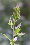 Campanula latifolia. Верхушка соцветия. Ленинградская обл., Волосовский р-н, окр. дер. Редкино, обочина лесной дороги вдоль р. Вруда. 12.07.2015.