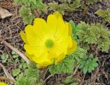 Adonis amurensis