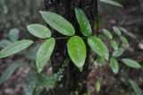 Zanthoxylum nitidum. Лист. Южный Китай, Гуандун, геопарк Дансия (Шаогуань) (Shaoguan Danxia Mountain Geopark). 26 февраля 2016 г.