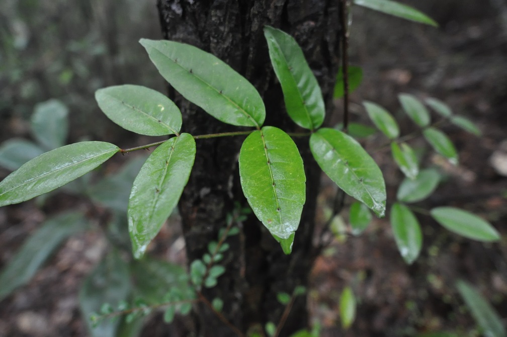 Изображение особи Zanthoxylum nitidum.