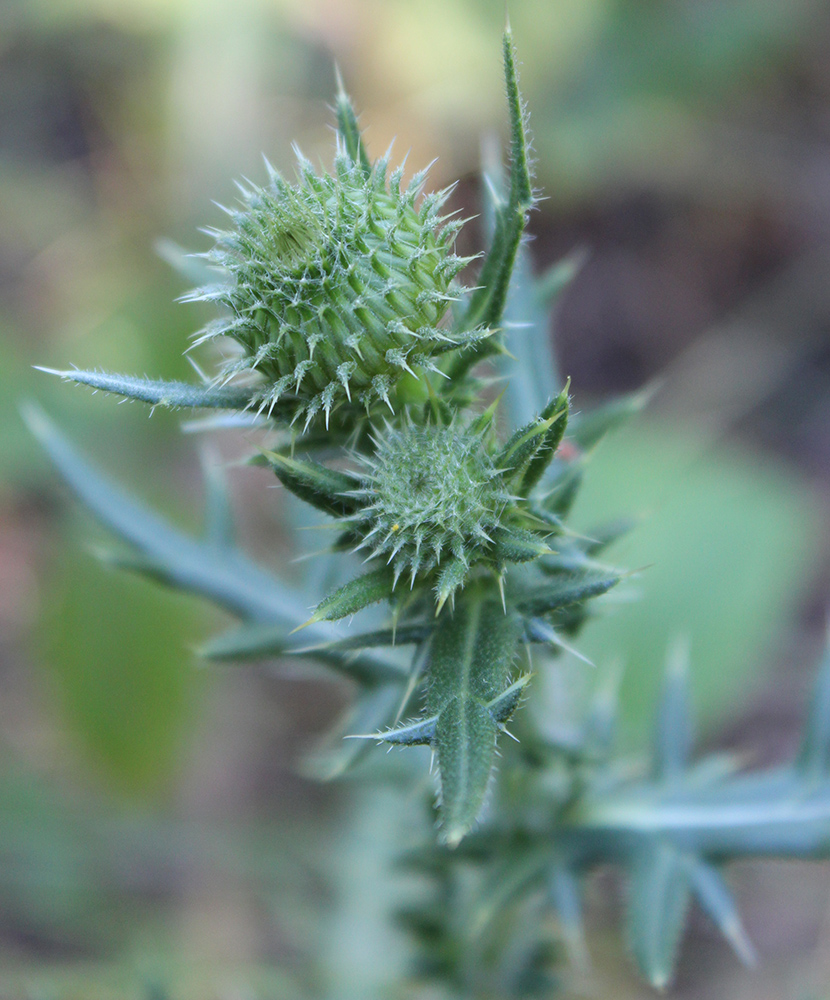 Изображение особи Cirsium ukranicum.