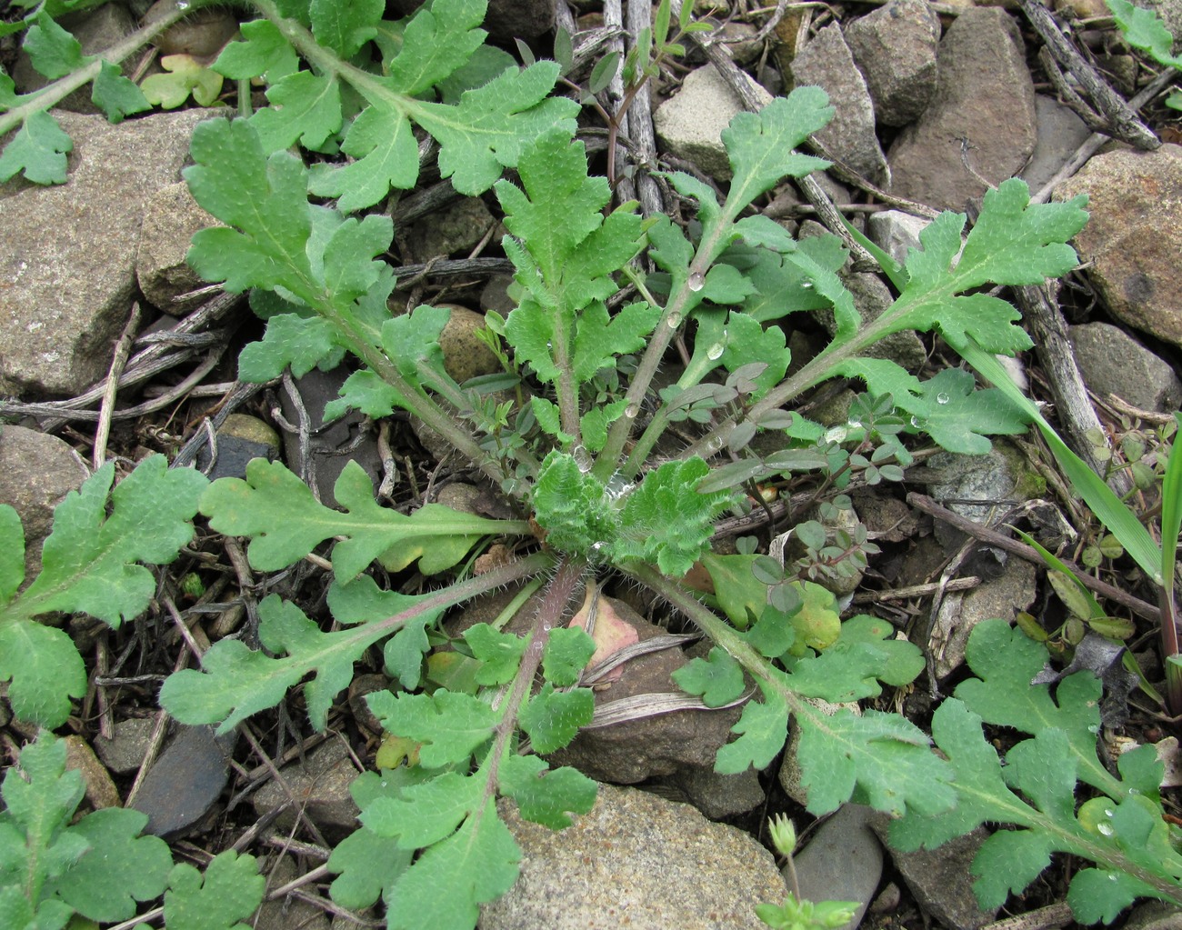 Изображение особи Papaver stevenianum.