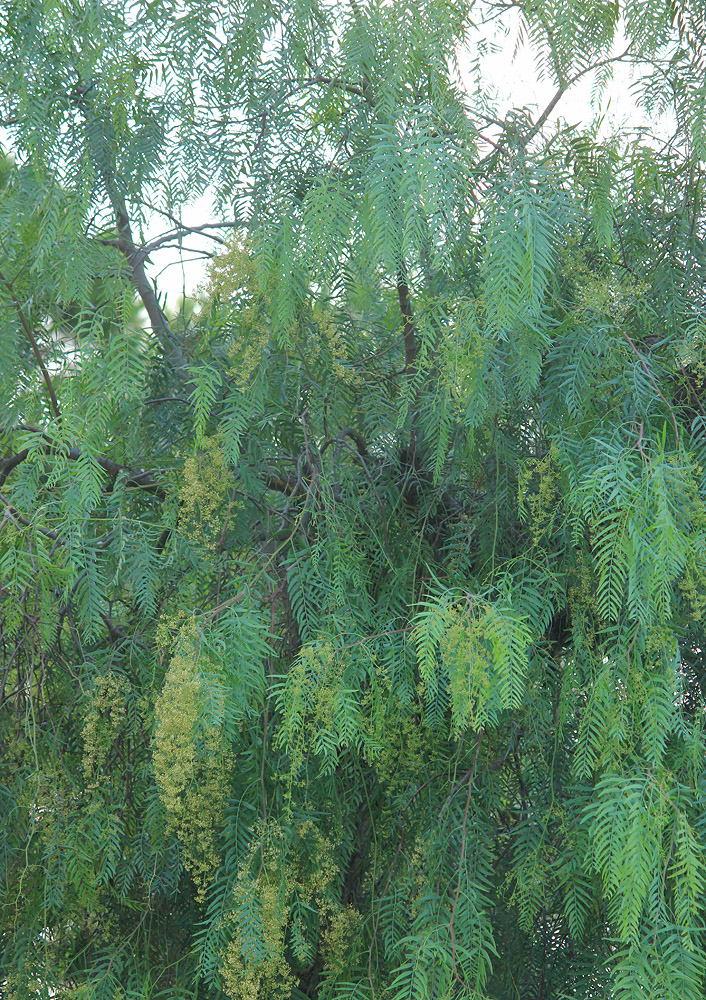 Image of Schinus molle specimen.