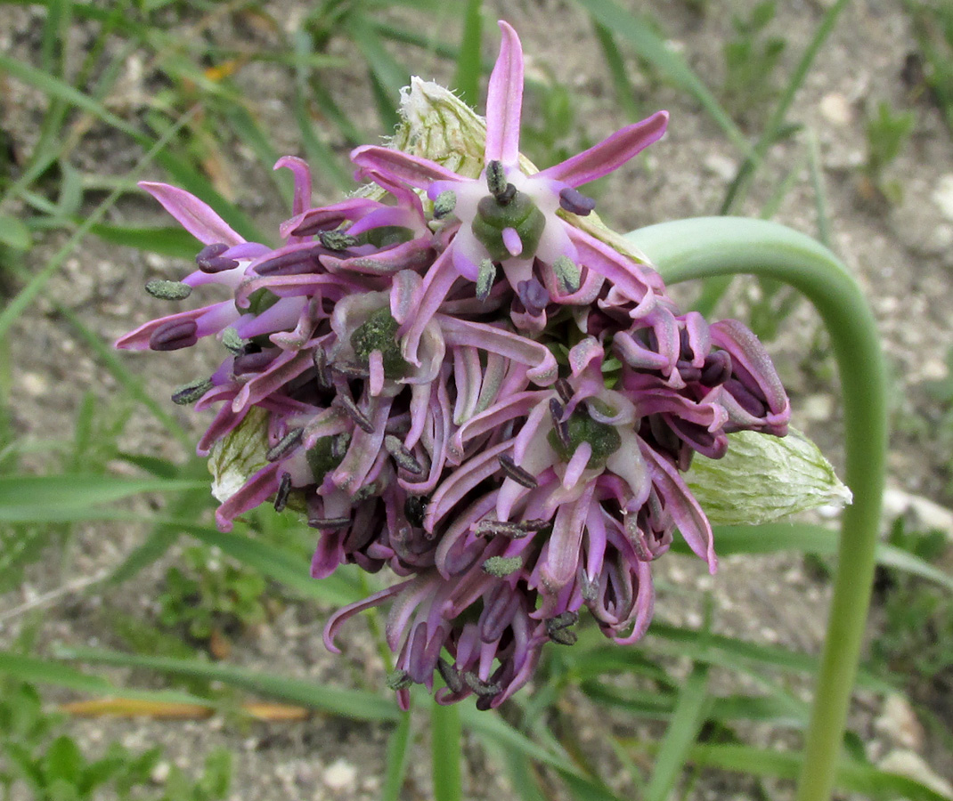 Изображение особи Allium cyrilli.