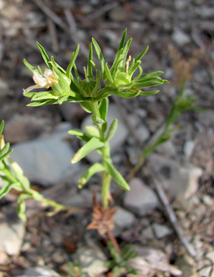 Изображение особи Linum nodiflorum.