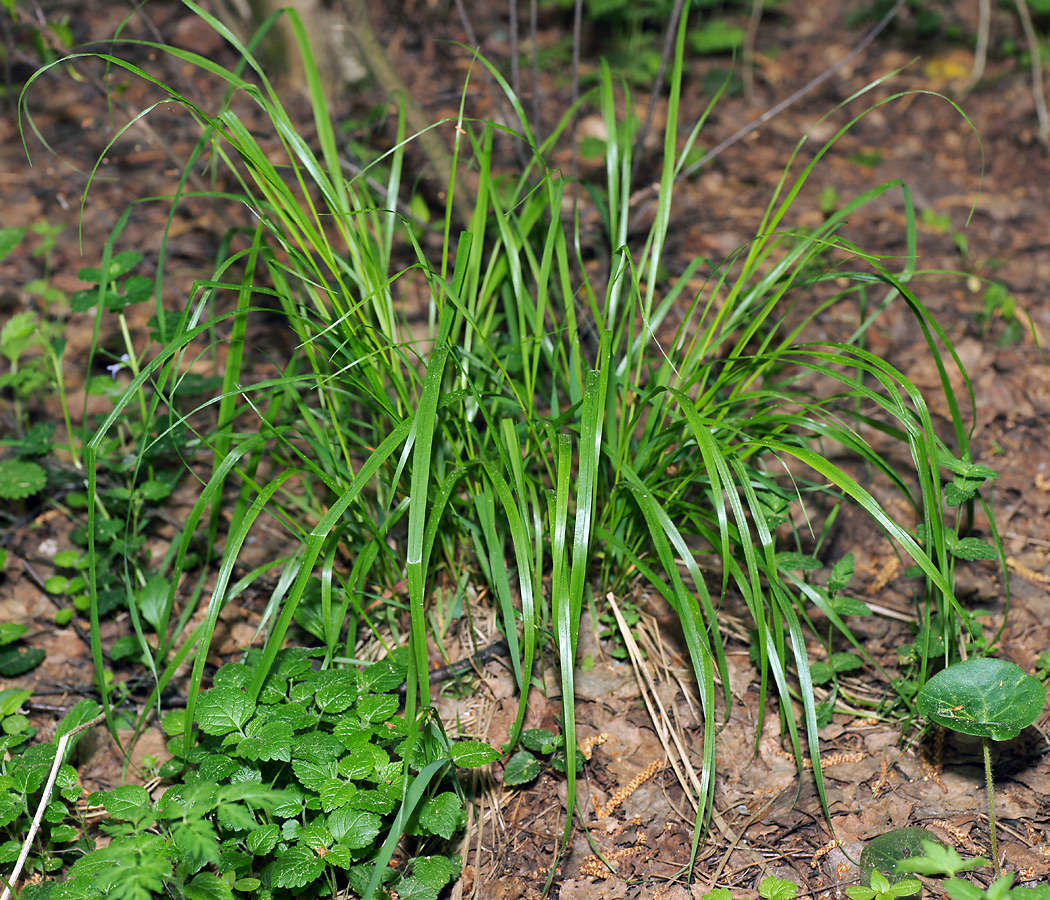 Изображение особи Calamagrostis arundinacea.