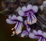 genus Ocimum