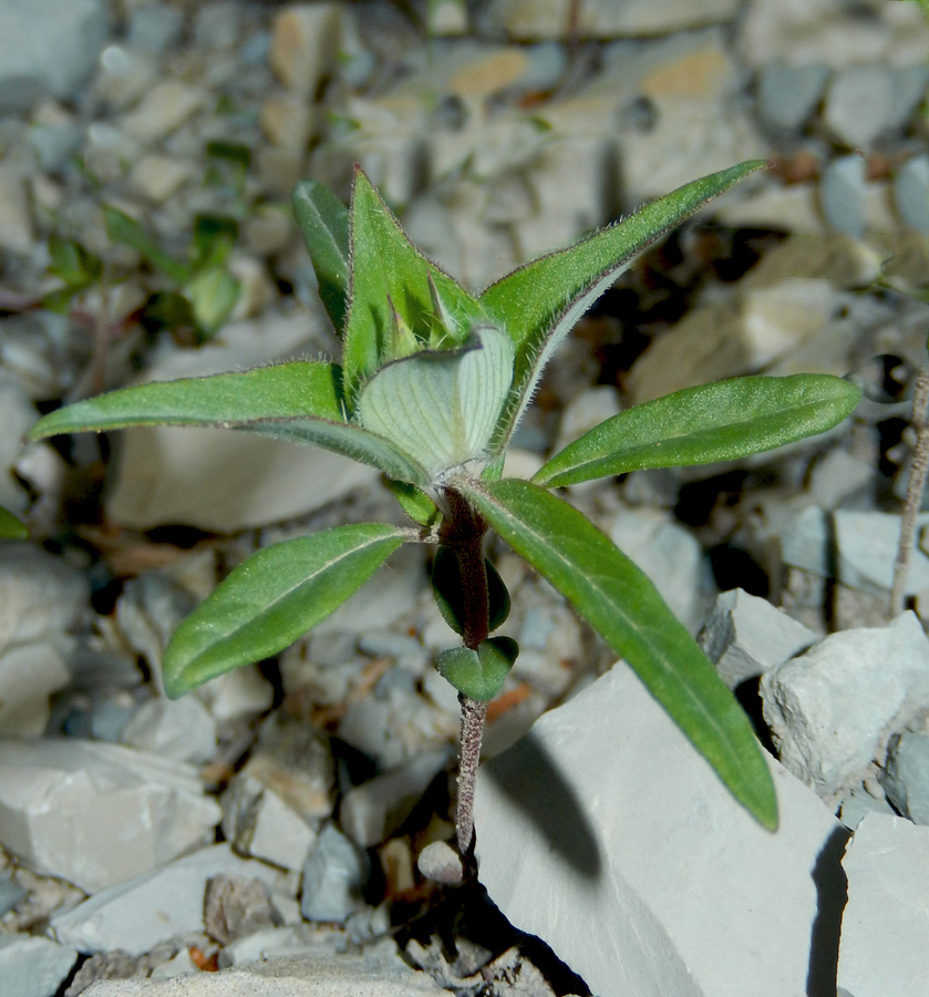 Изображение особи Ziziphora capitata.