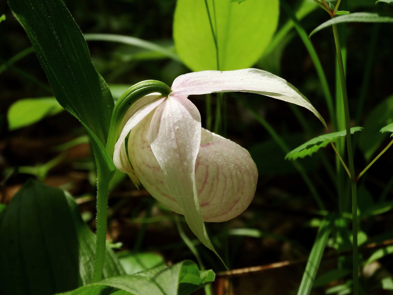 Изображение особи Cypripedium macranthos.