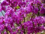 Rhododendron mucronulatum