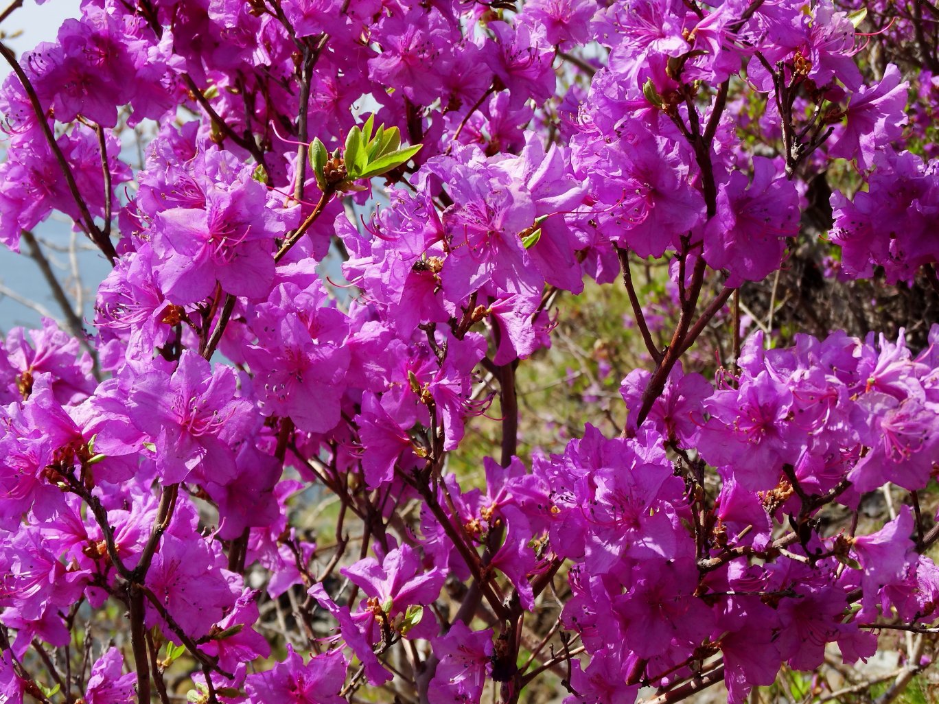 Изображение особи Rhododendron mucronulatum.