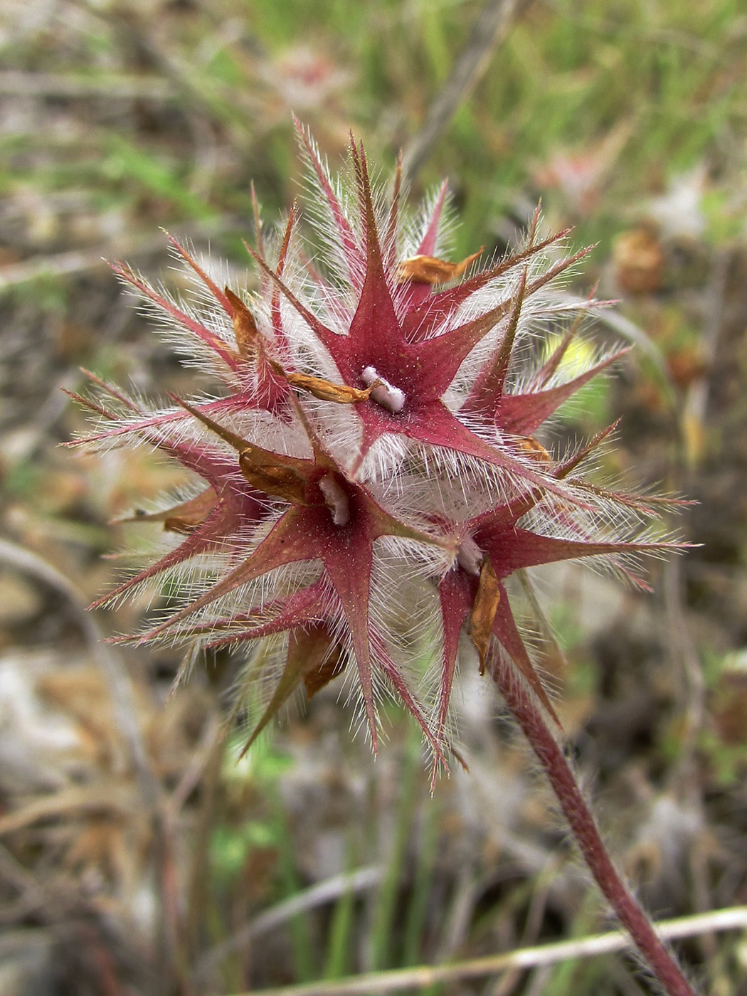 Изображение особи Trifolium stellatum.