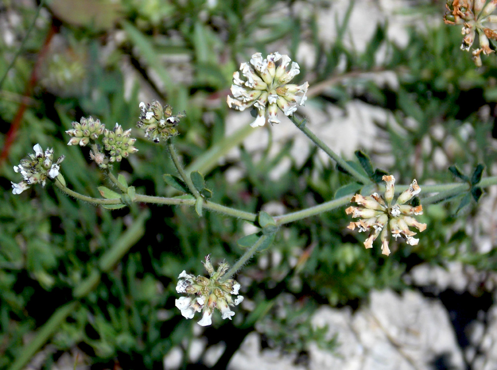 Изображение особи Dorycnium herbaceum.