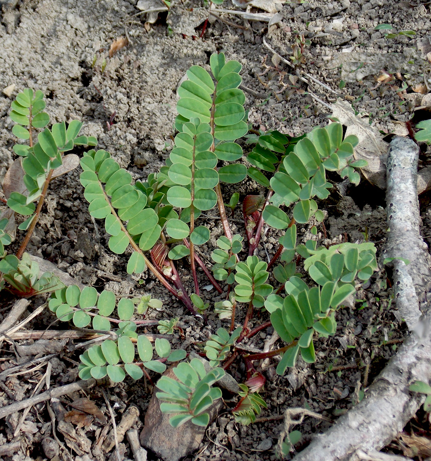 Image of Securigera varia specimen.