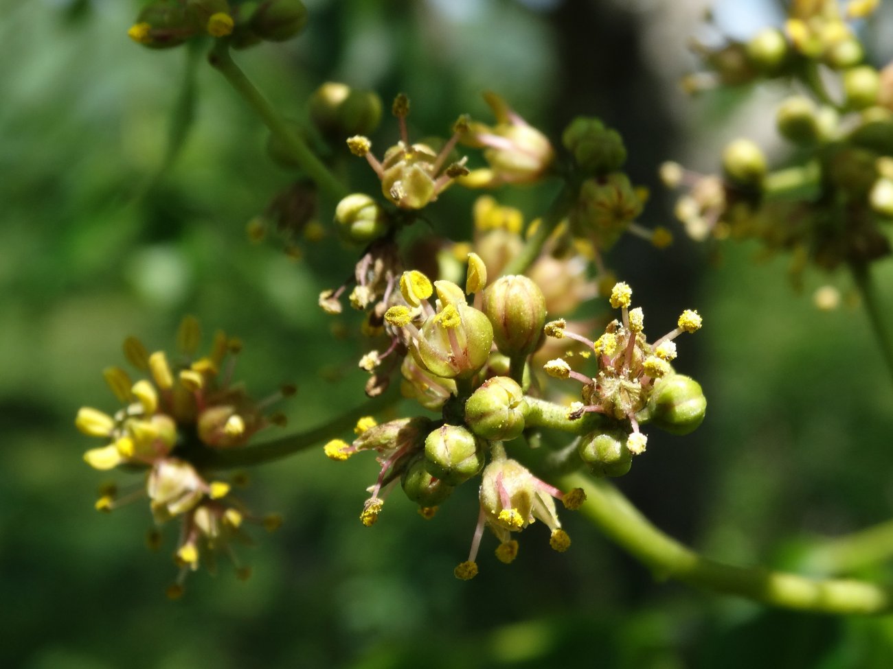 Изображение особи Phellodendron amurense.