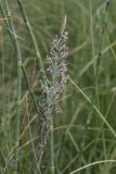 genus Calamagrostis