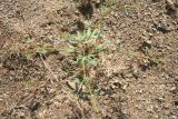 Cleome ornithopodioides